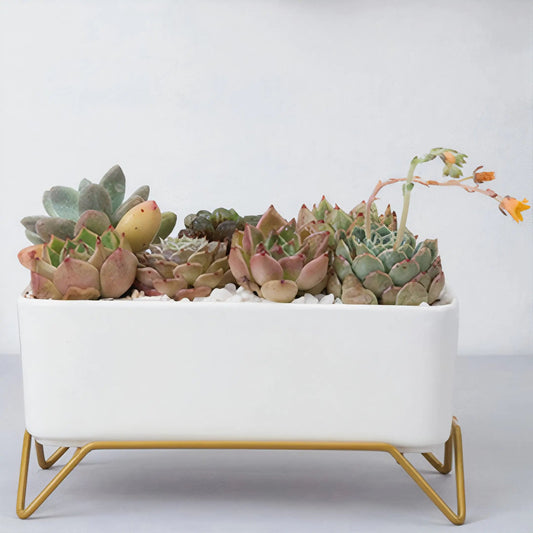 Succulent Planter-Supported WEM Support (www.WEM.support)
