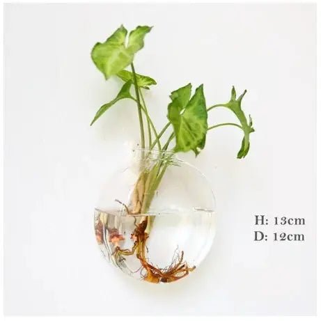 Wall Hanging Glass Vase Made from high-quality, durable glass, this vase is perfect for displaying your favorite flowers, plants, or decorative accents. My Store